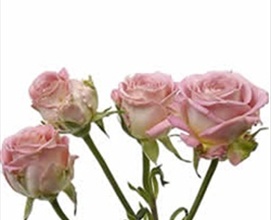 Spray Rose Novel Collection - Spray Rose - Roses - Flowers by category ...